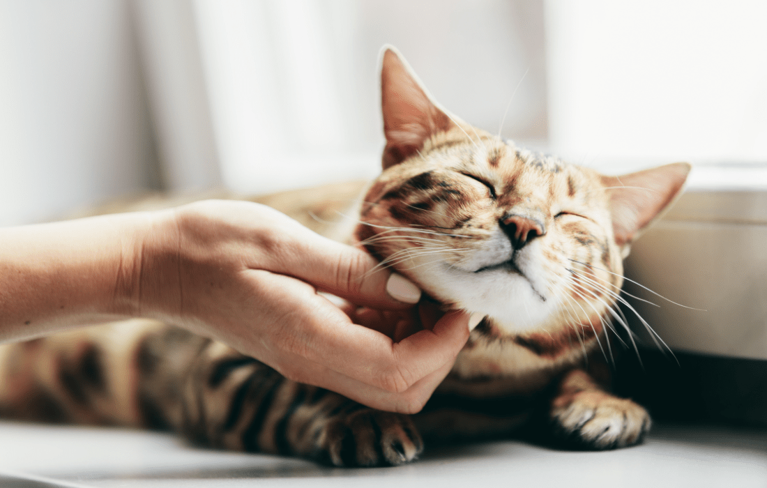 feline hyperthyroidism