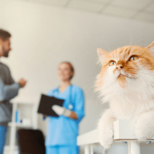 Cat watching vet