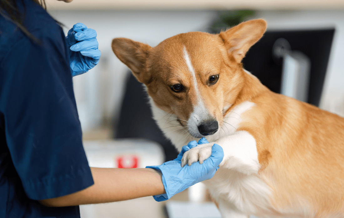 Corgi at vet