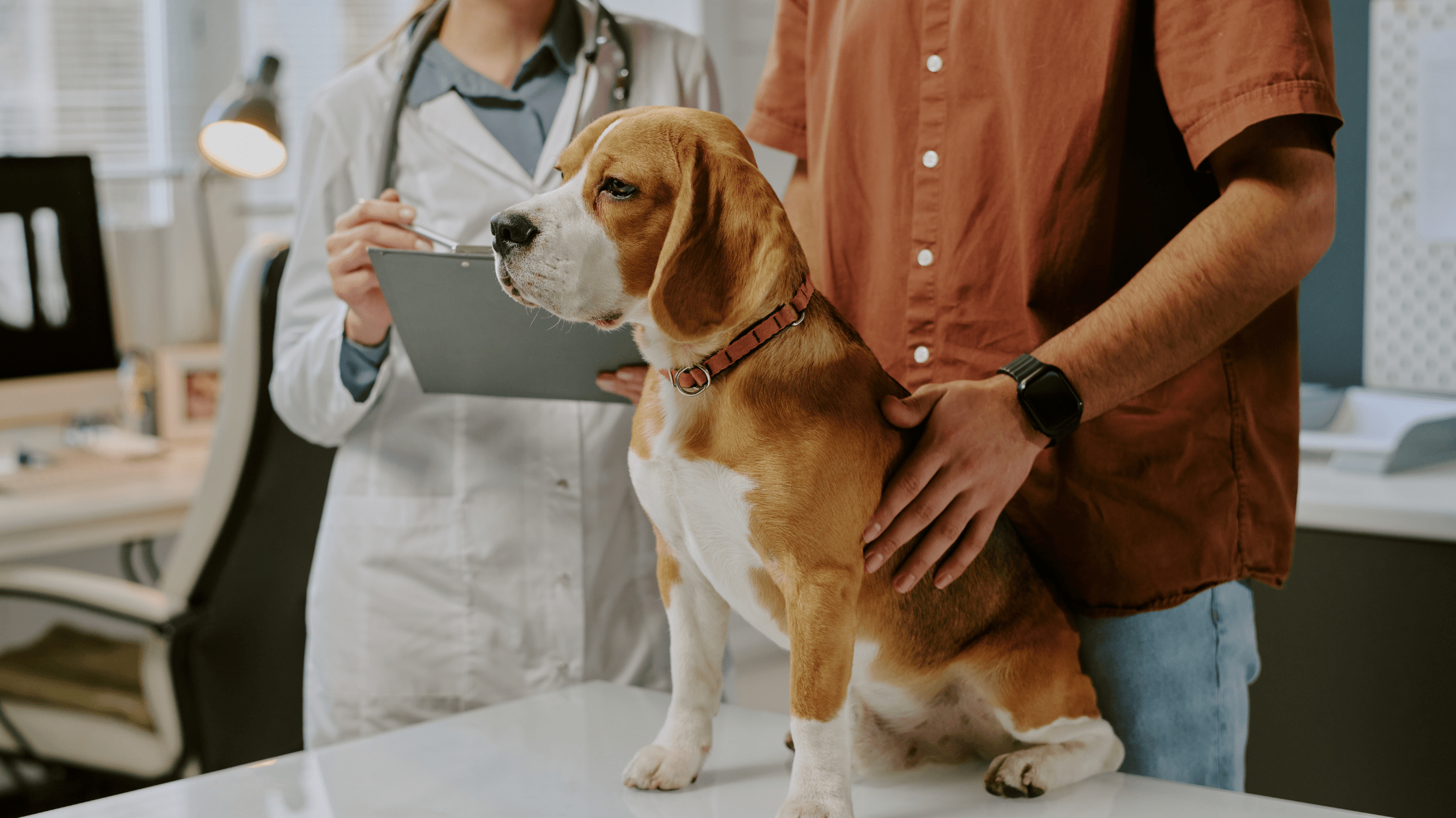 Veterinarian Examining Beagle in Veterinary Clinic Setting