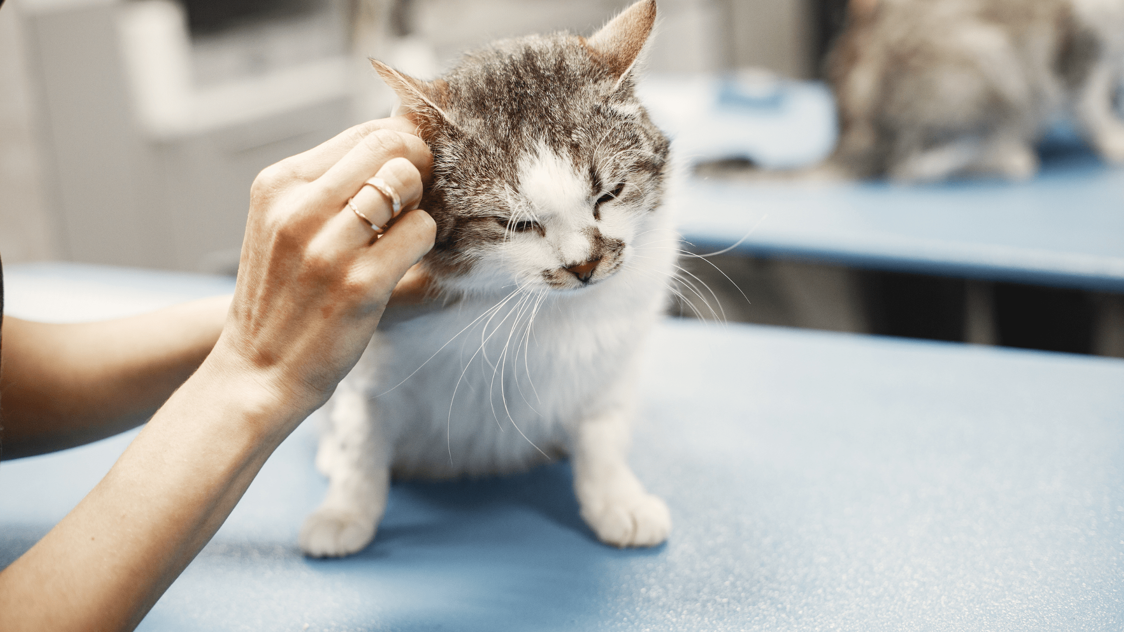 Header Image cat