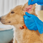 Otitis Cytology in Dogs: A Vet’s Guide to Ear Cytology Interpretation 